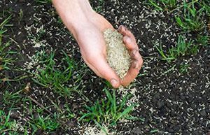 Building a lawn when should you sow the grass